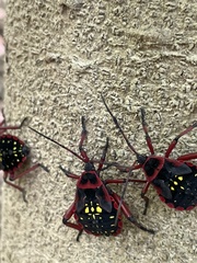 Pachylis pharaonis
