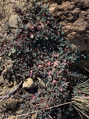 Euphorbia cinerascens