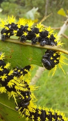 Leucanella viridescens