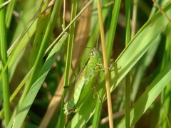 Mecostethus parapleurus