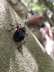 Pachylis pharaonis