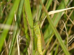 Mecostethus parapleurus