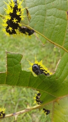 Leucanella viridescens