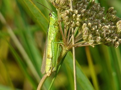Mecostethus parapleurus