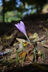 Colchicum boissieri