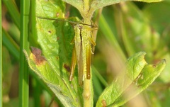 Mecostethus parapleurus