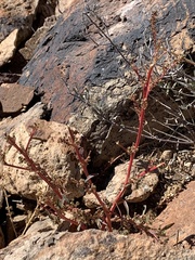 Trianthema portulacastrum