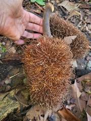 Artocarpus altilis