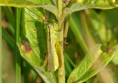 Mecostethus parapleurus