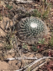Mammillaria meiacantha