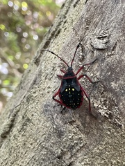 Pachylis pharaonis