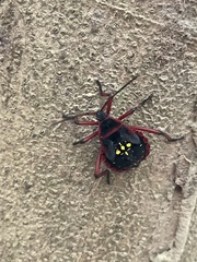Pachylis pharaonis