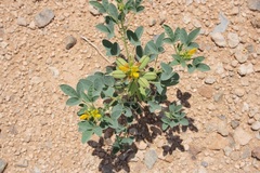 Crotalaria