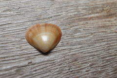 Tivela