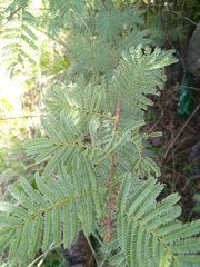 Senegalia caffra
