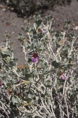 Petalidium variabile