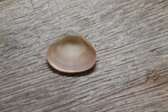 Tivela