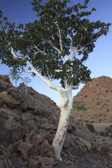 Sterculia quinqueloba