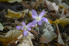 Colchicum boissieri
