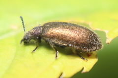 Lagria villosa