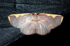 Nothomiza flavicosta