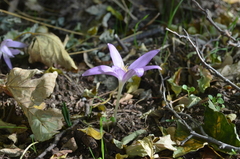 Colchicum boissieri