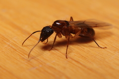 Camponotus atriceps