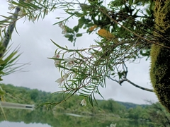 Dendrobium cunninghamii