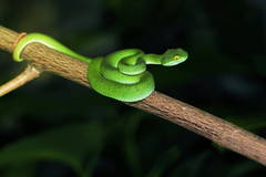 Trimeresurus macrops