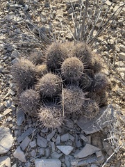 Coryphantha echinus