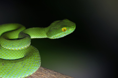 Trimeresurus macrops