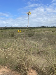 Cochlospermum vitifolium