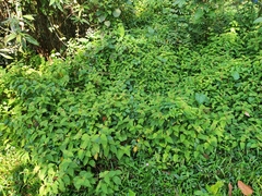 Miconia crenata