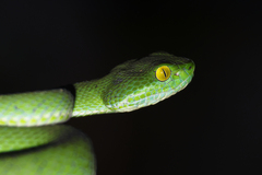Trimeresurus macrops