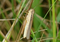 Mecostethus parapleurus