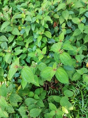 Miconia crenata
