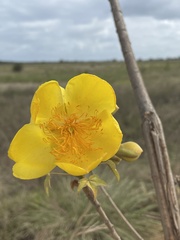 Cochlospermum vitifolium