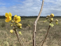 Cochlospermum vitifolium