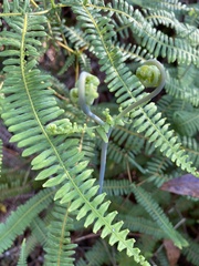 Dicranopteris flexuosa