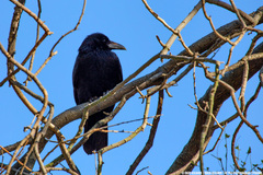 Corvus corone corone