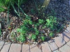 Callisia repens