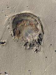 Rhopilema verrilli