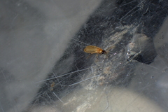 Stenocladius bicoloripes