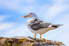 Larus fuscus graellsii