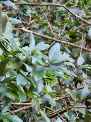 Laurus novocanariensis image