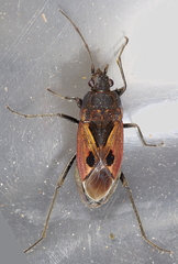 Rhyparochromus
