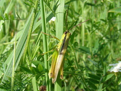 Mecostethus parapleurus