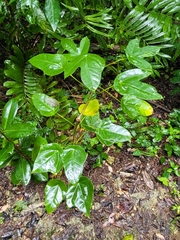 Jatropha hernandiifolia