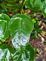 Jatropha hernandiifolia