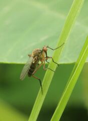 Empis